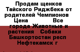 Продам щенков Тайского Риджбека от родителей Чемпионов › Цена ­ 30 000 - Все города Животные и растения » Собаки   . Башкортостан респ.,Нефтекамск г.